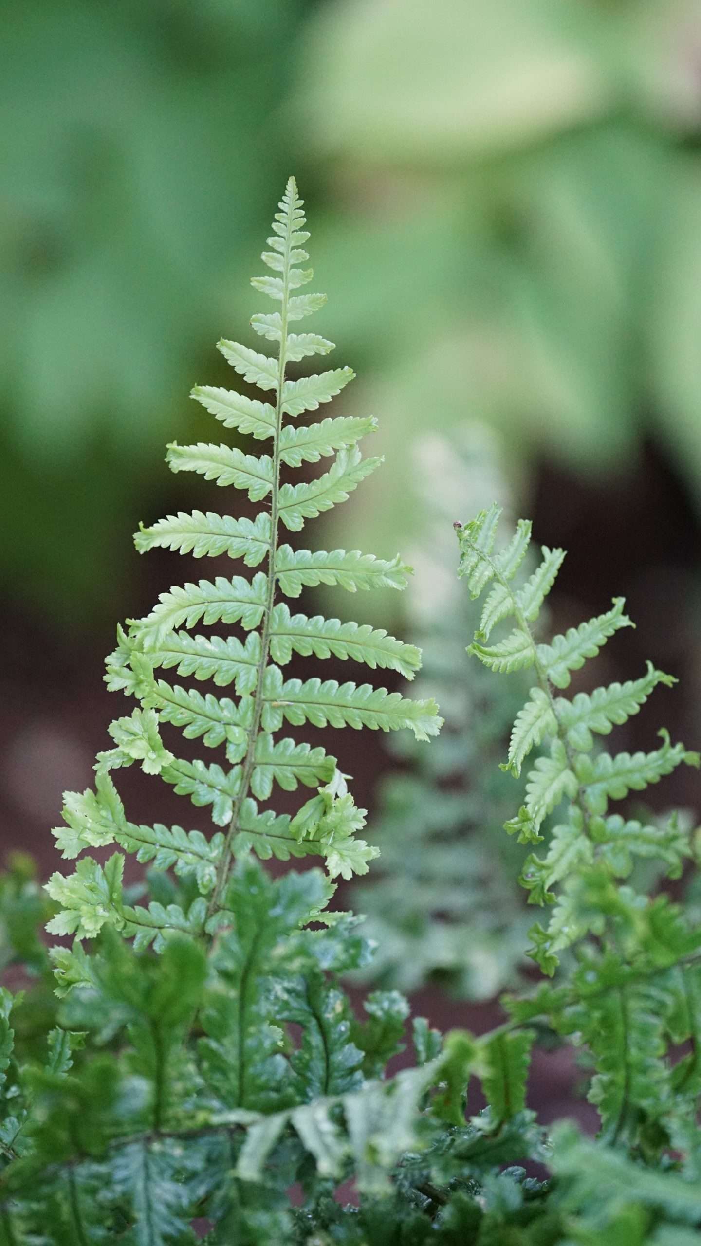 Dryopteris affinis cristata The King