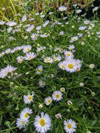 Erigeron karvinskianus