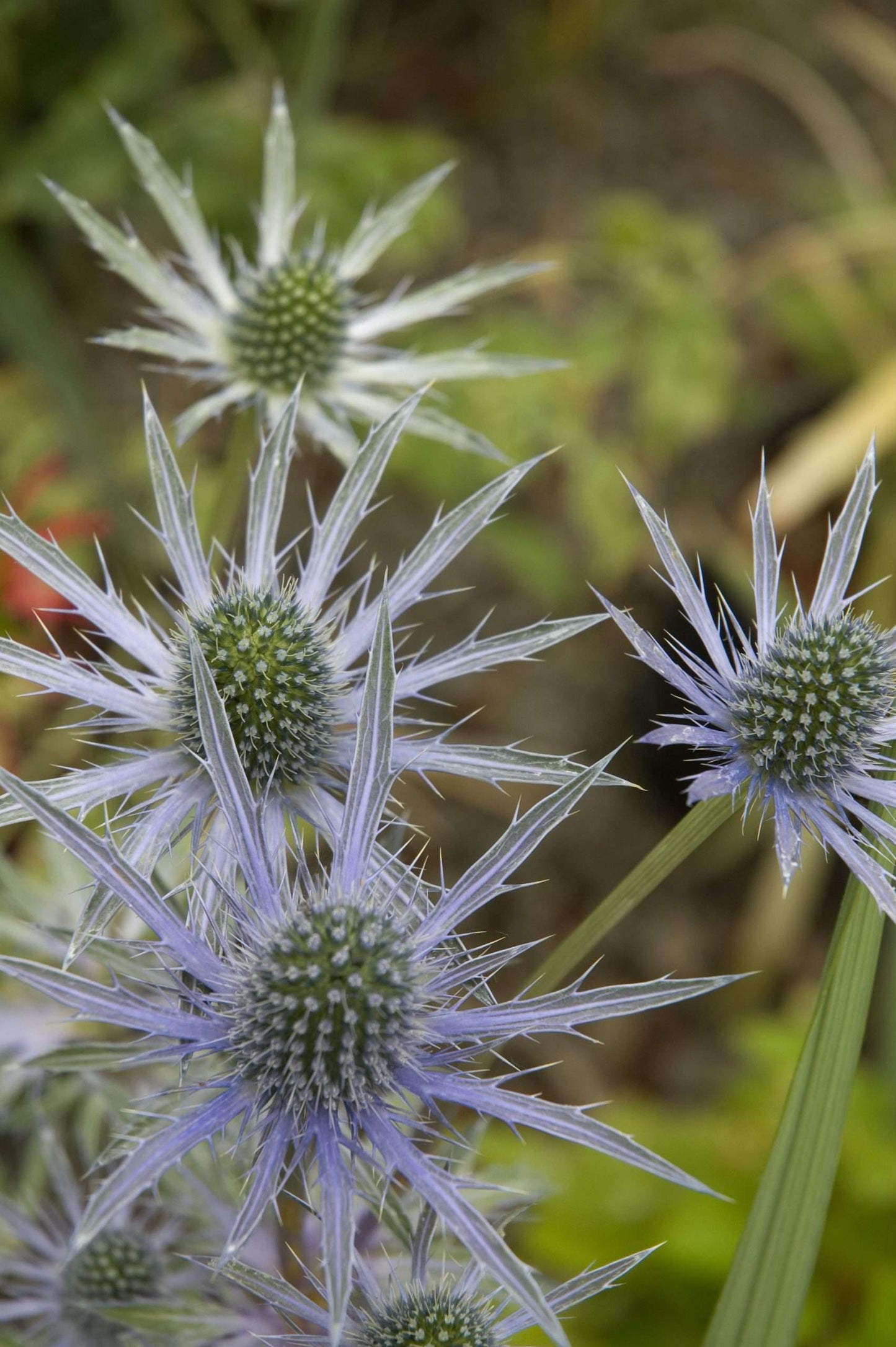 Eryngium alpinum