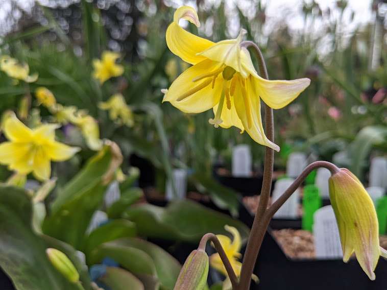 Erythronium 'Pagoda' - avail 2025