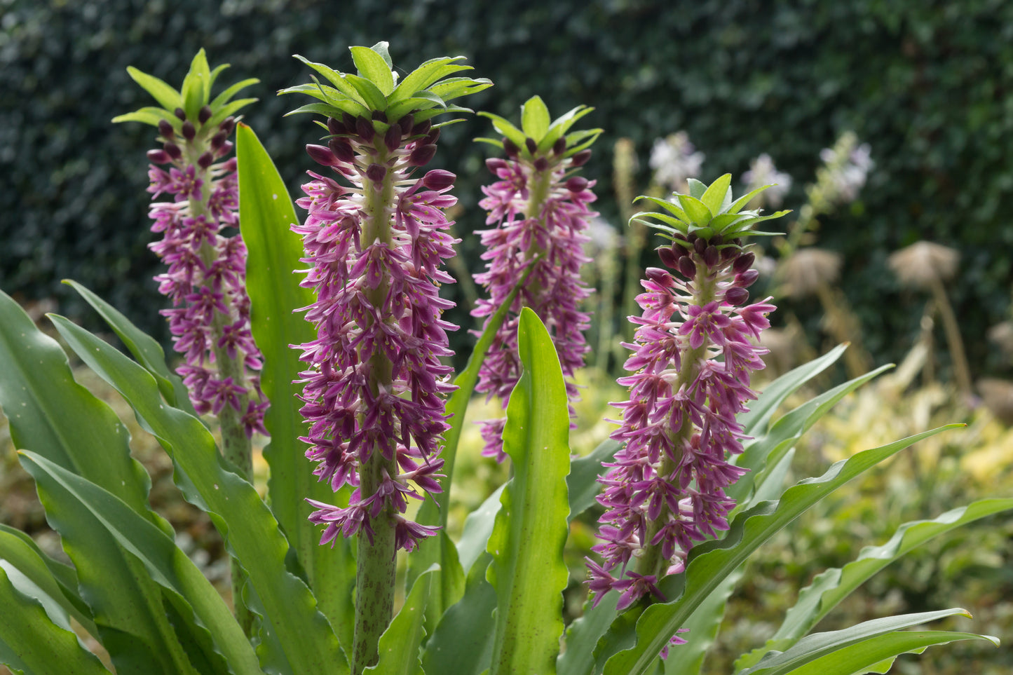 Eucomis ‘Aloha Lily® Leia’