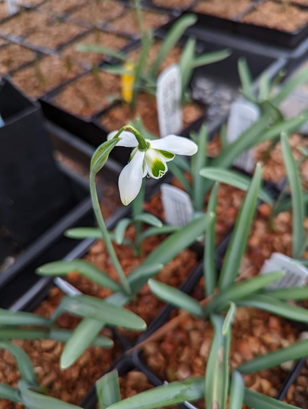 Galanthus novalis 'Hippolyta'