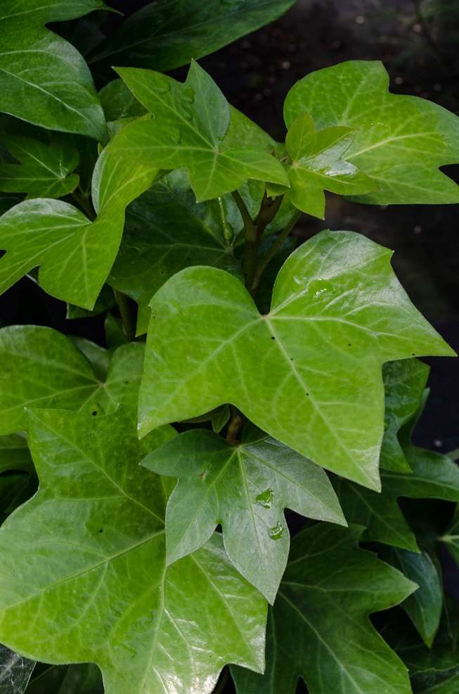 Fatshedera lizei 'Yvonne's Petticoat'