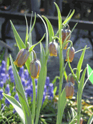 Fritillaria uva-vulpis