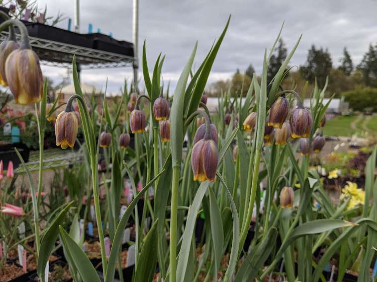 Fritillaria uva-vulpis