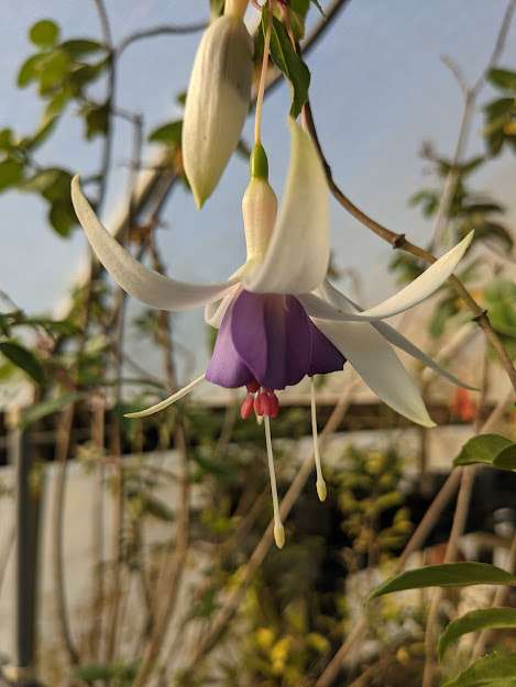 Fuchsia 'Delta Sarah'