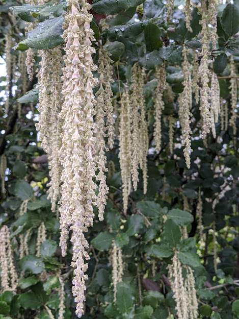 Garrya elliptica ‘James Roof’