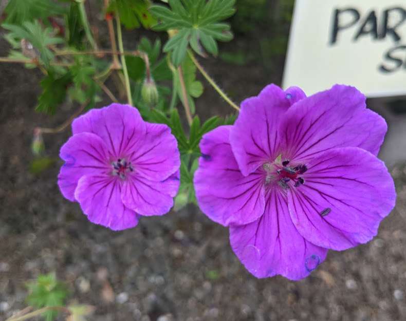 Geranium 'Tiny Monster'