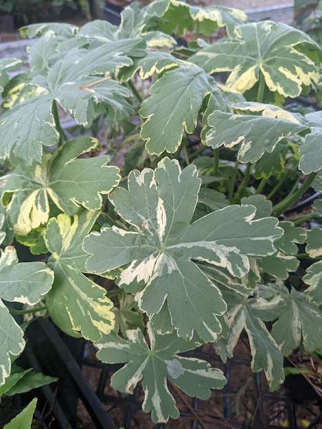 Geranium macrorrhizum 'Variegatum'