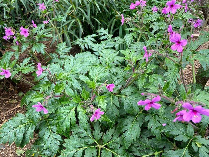 Geranium palmatum