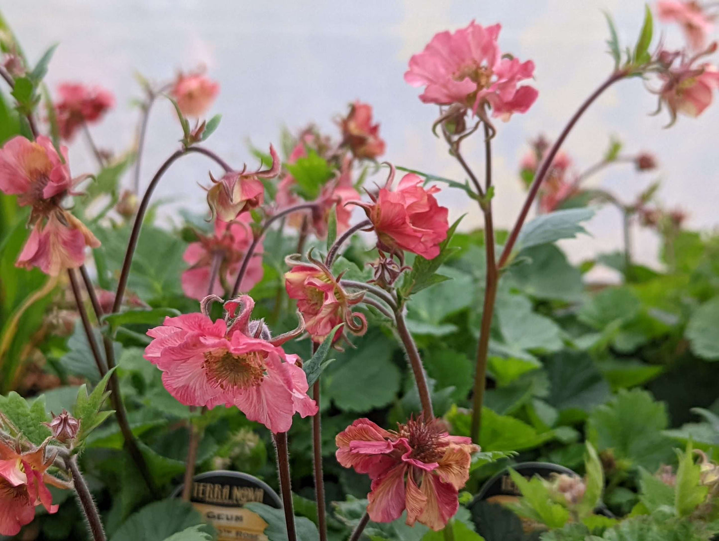 Geum ‘Tempo™ Rose’ PP31209