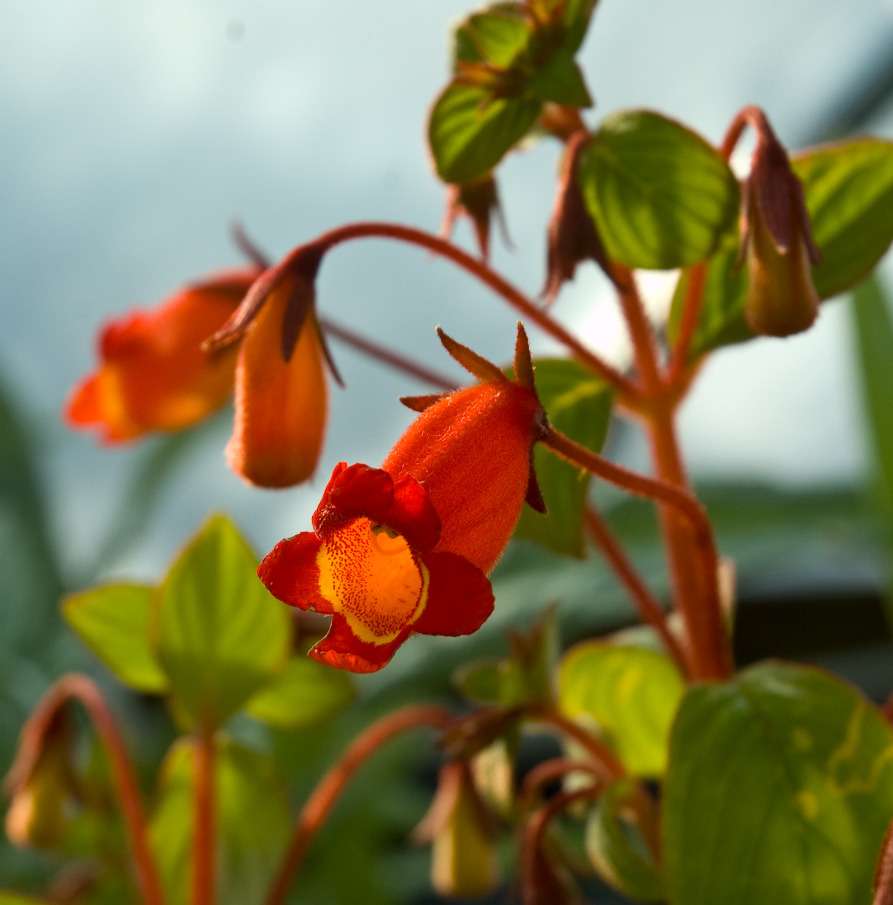 Gloxinia nematanthodes 'Evita'
