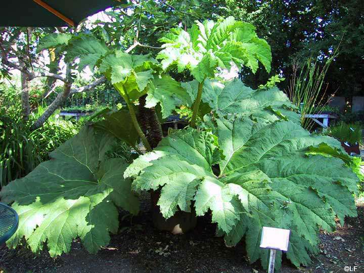 Gunnera tinctoria