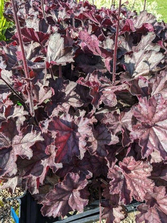 Heuchera 'Grande Black' PP30,992