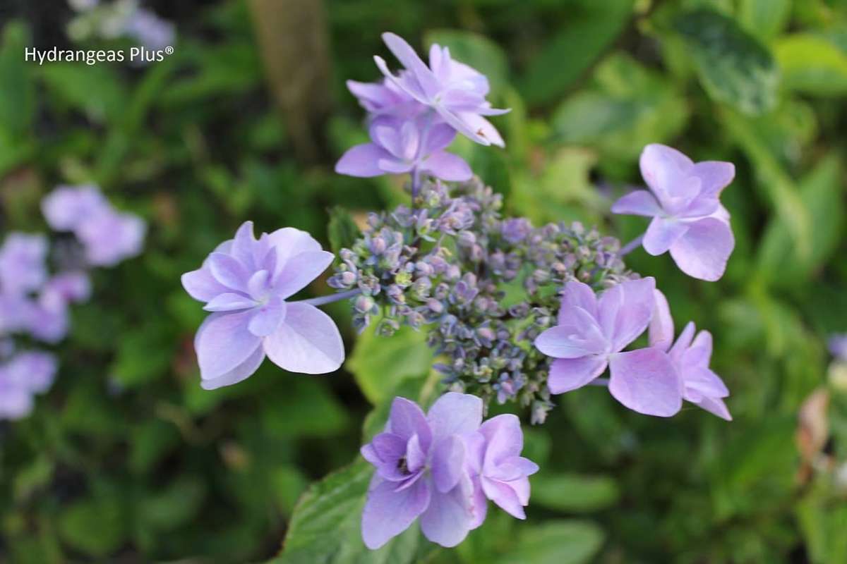 Hydrangea macrophylla 'Jogasaki'