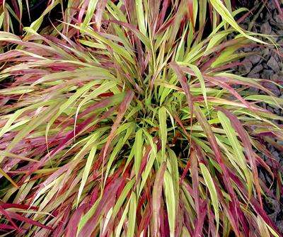 Hakonechloa macra 'Beni-Kaze'