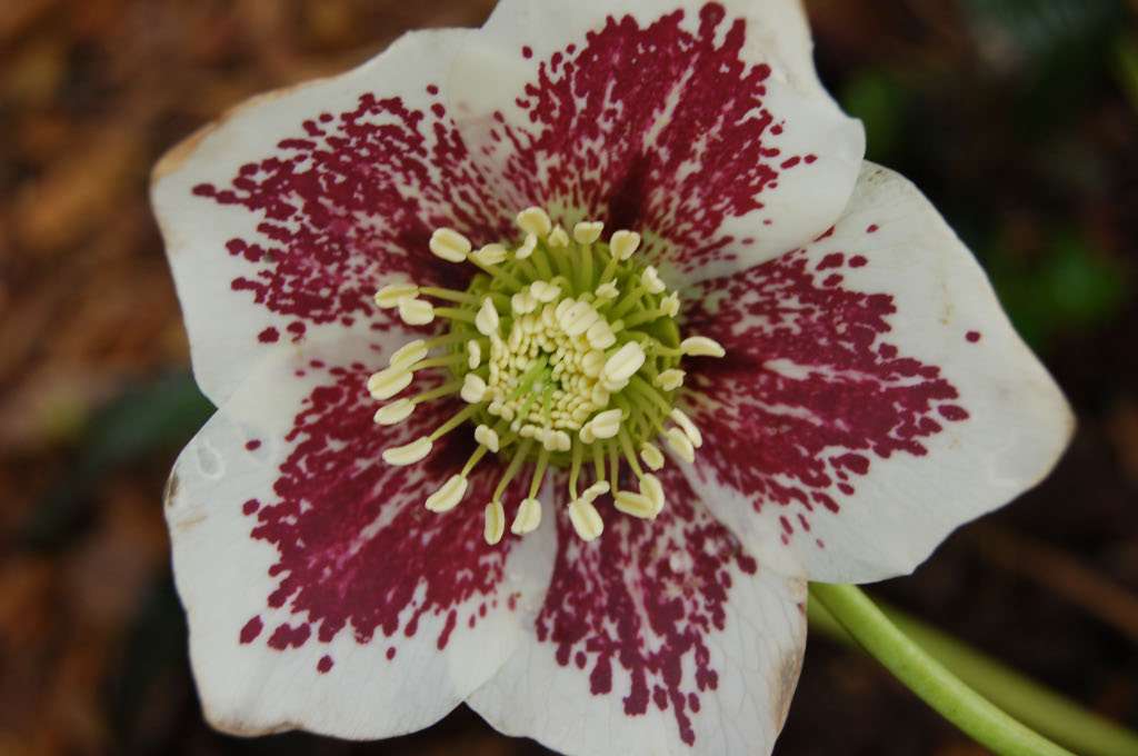 Helleborus x hybridus 'Strawberry Shortcake'