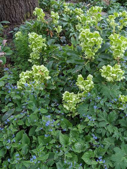 Helleborus argutifolius