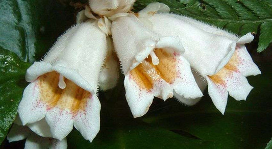 Hemiboea subcapitata