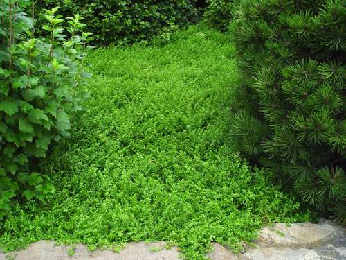 Herniaria glabra