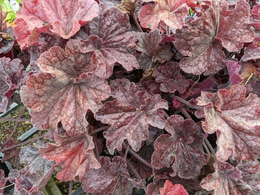 Heuchera 'Grande Black' PP30,992