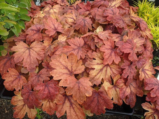 Heucherella 'Sweet Tea' PP21296