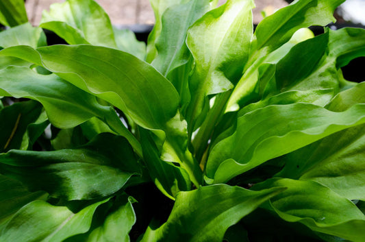 Hosta 'Eola Salad Bowl'