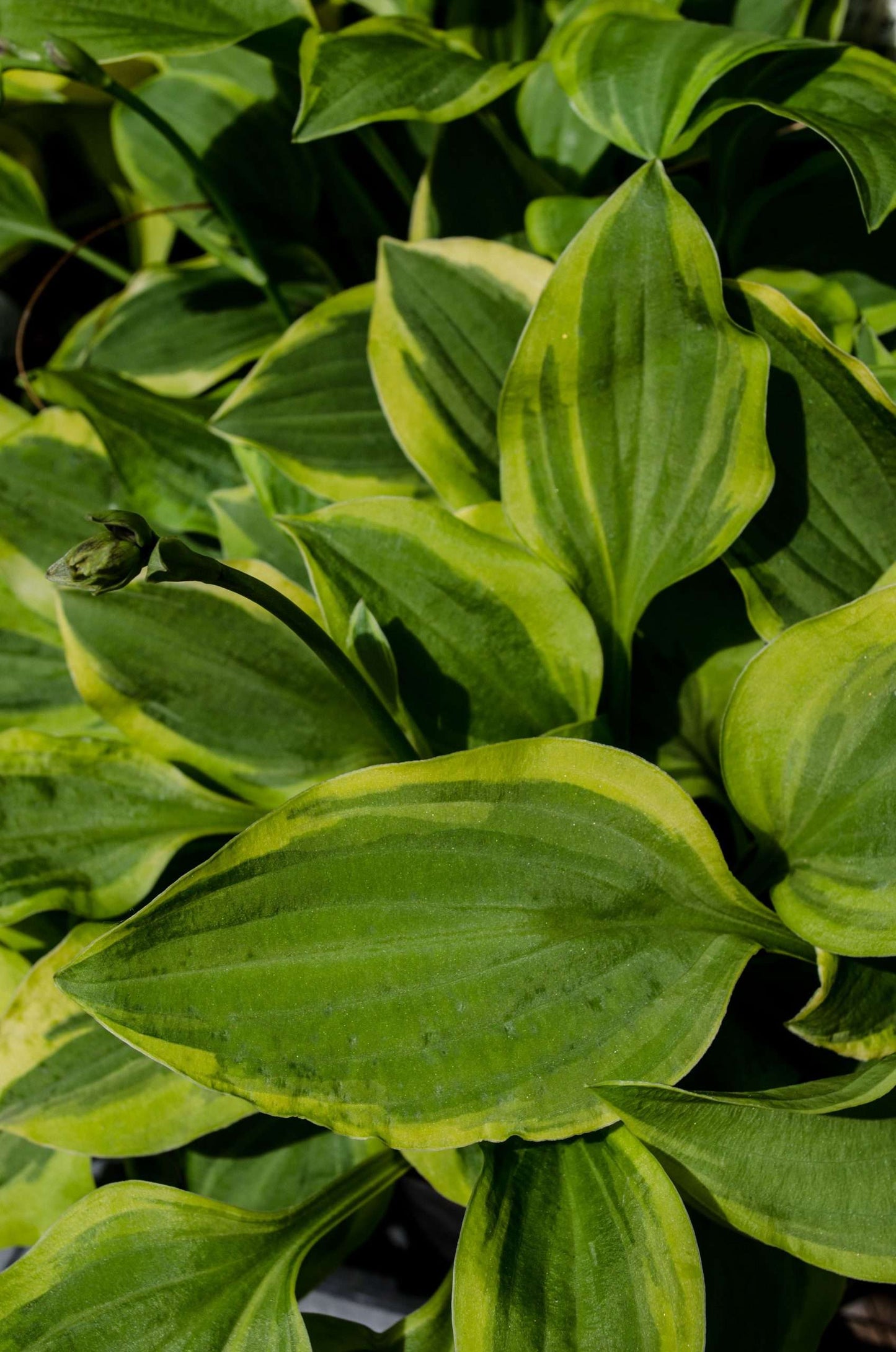Hosta 'Golden Tiara'