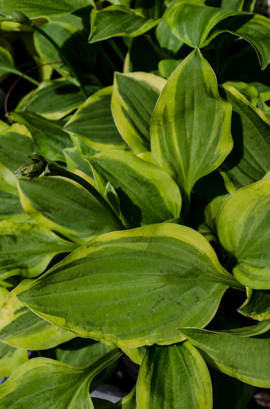 Hosta 'Golden Tiara'