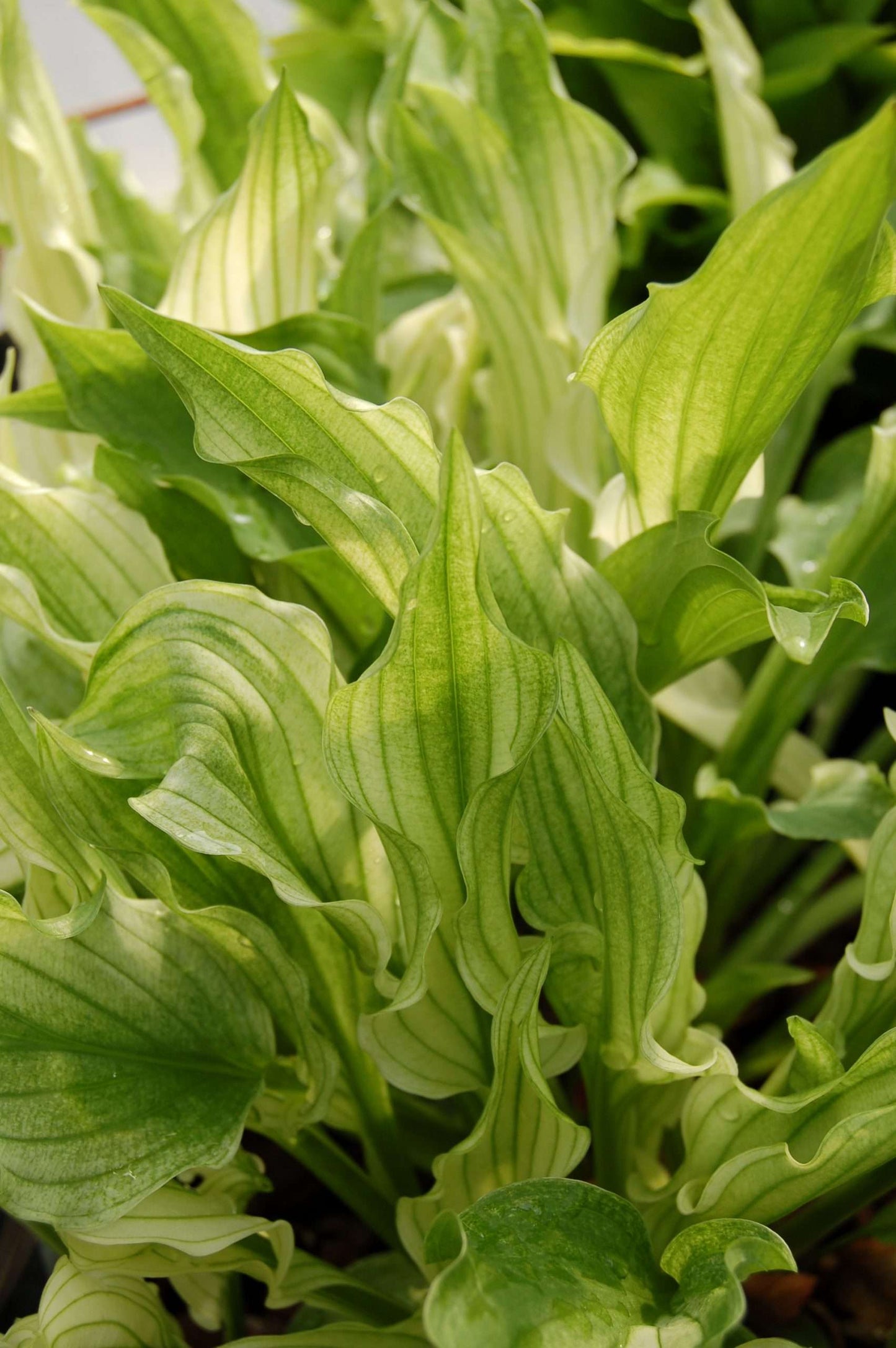 Hosta Outhouse Delight