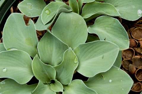 Hosta 'Blue Mouse Ears'