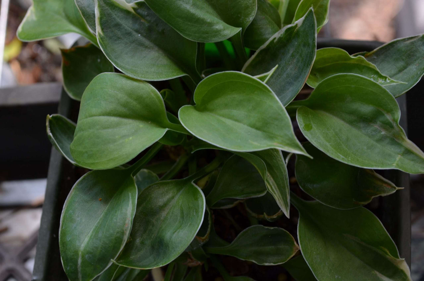 Hosta 'Dew Drop'