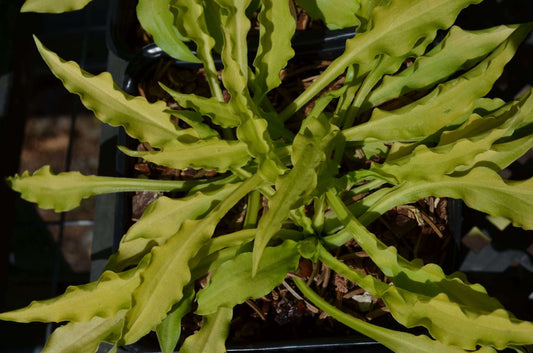 Hosta 'Dragon Tails'