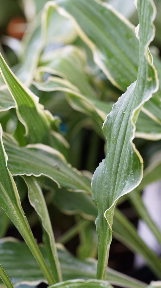 Hosta 'Electrocution'