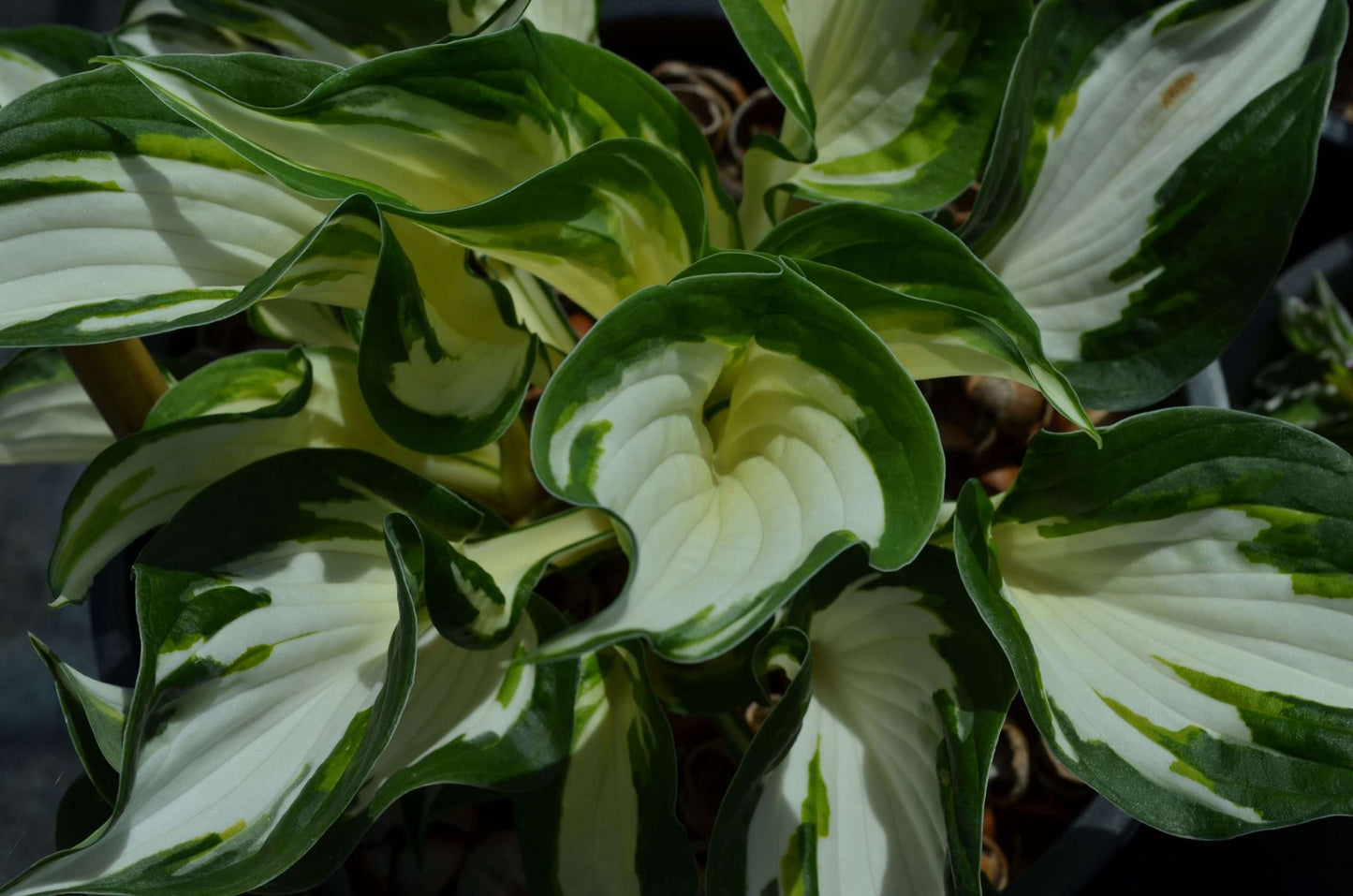 Hosta 'Fire and Ice'