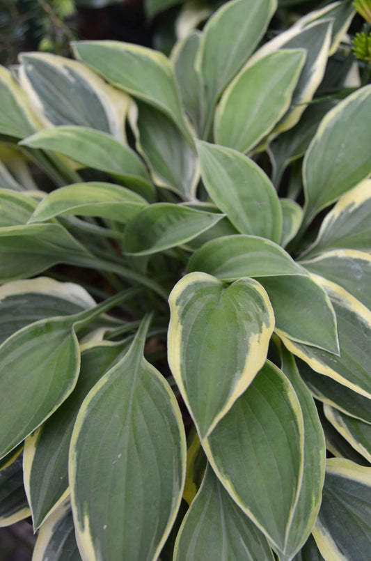 Hosta 'Hush Puppie'