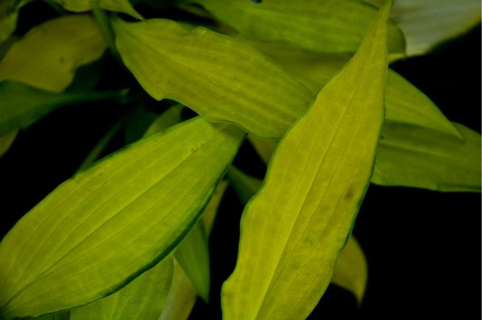 Hosta 'Pineapple Upside Down Cake'