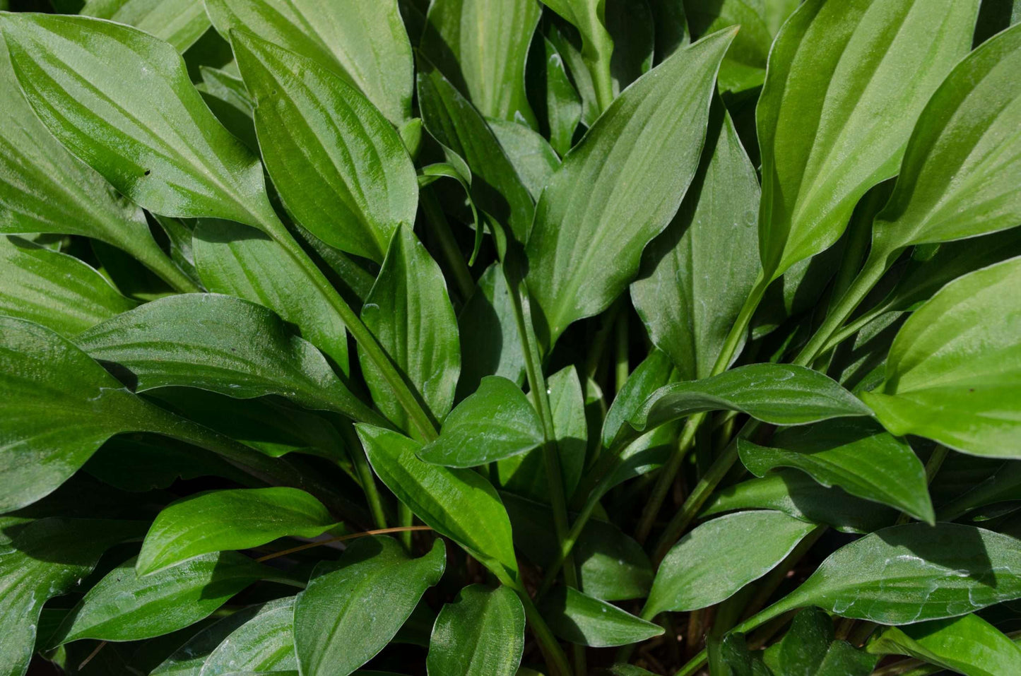 Hosta 'Tiny Tears'