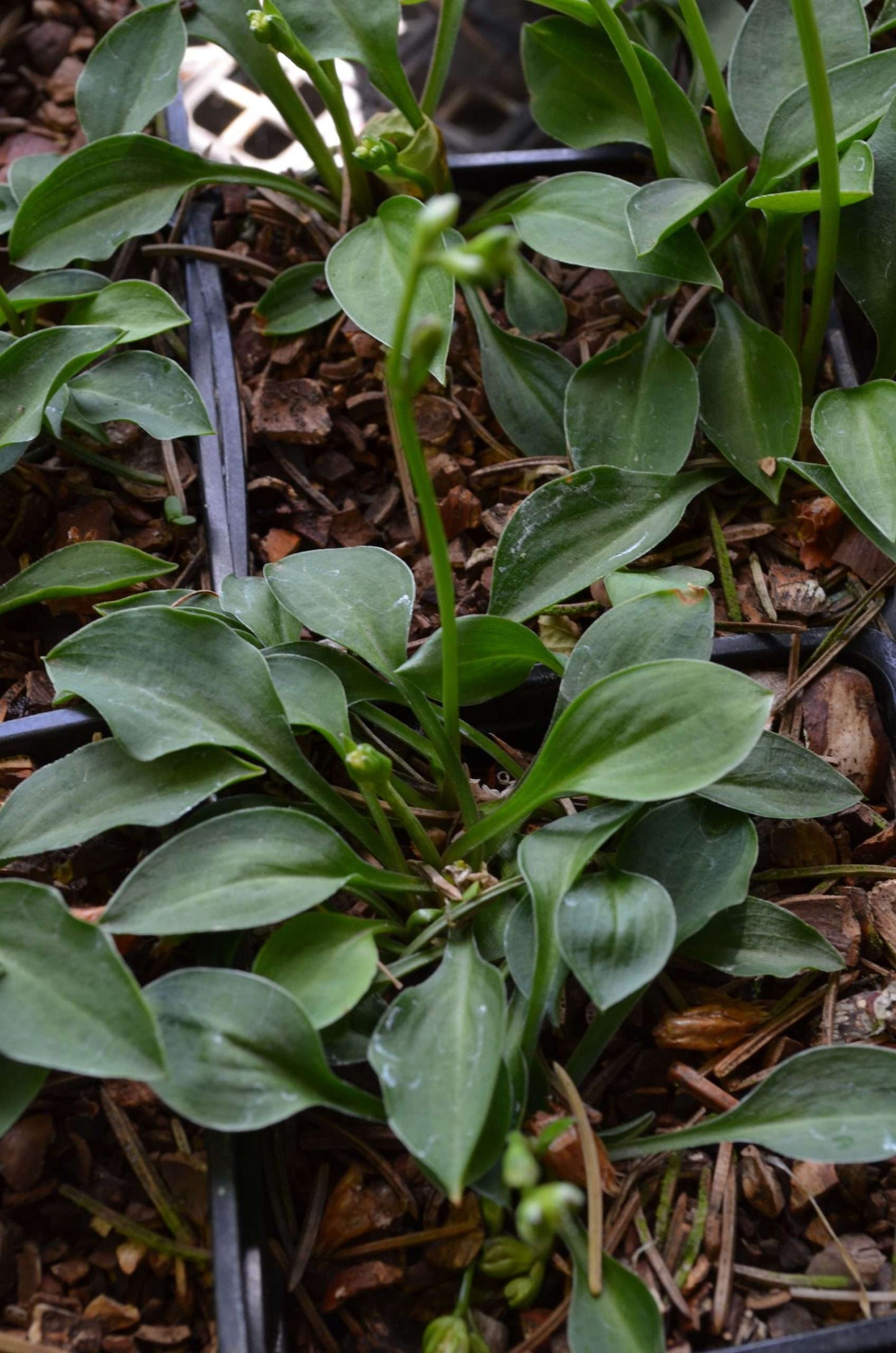 Hosta 'Tiny Tears'