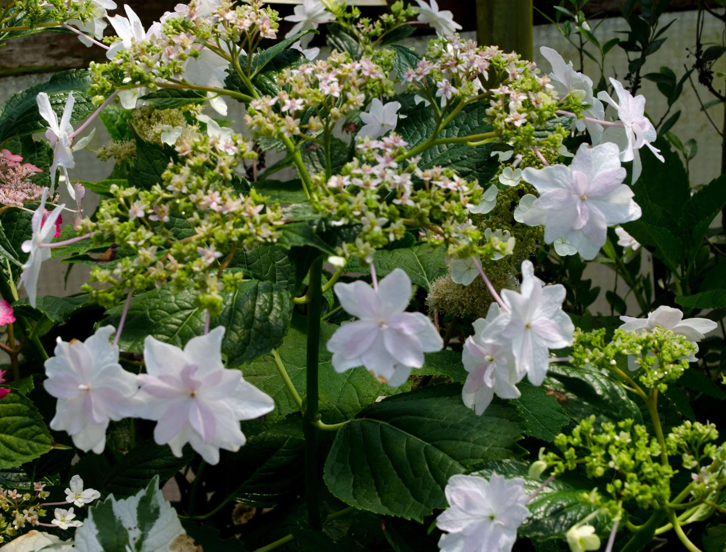 Hydrangea 'Fuji Waterfall'