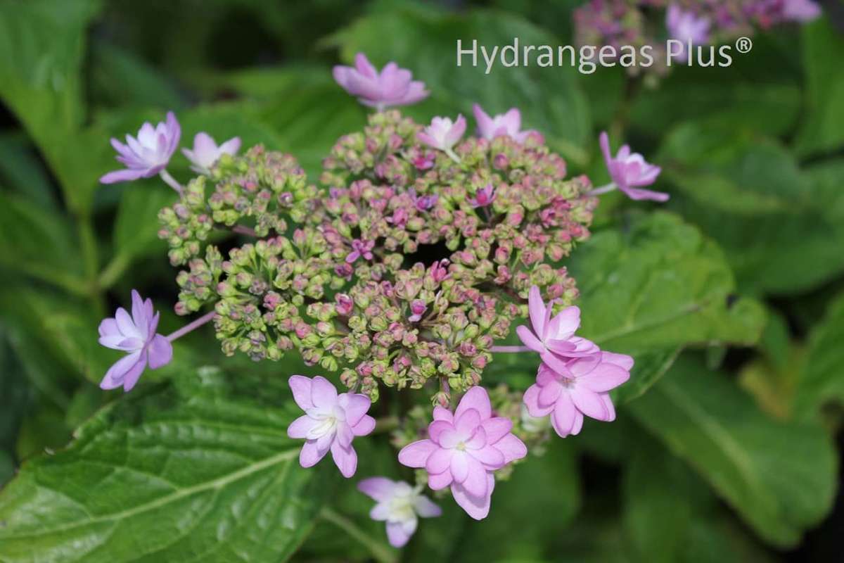 Hydrangea macrophylla 'Izu No Hana'