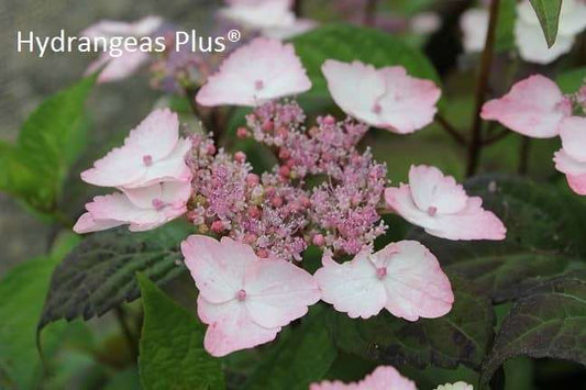 Hydrangea serrata 'Intermedia'