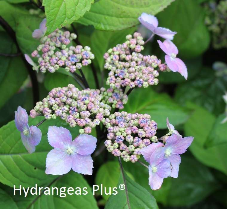 Hydrangea serrata 'Kurohime'