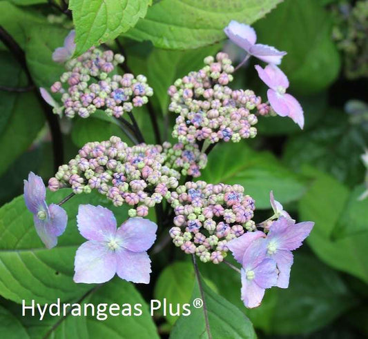 Hydrangea serrata 'Kurohime'