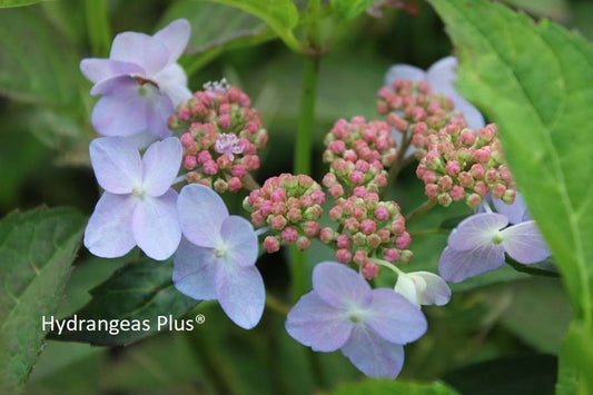 Hydrangea serrata 'Tiara'
