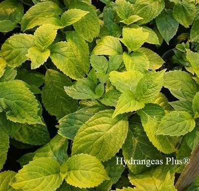 Hydrangea 'Summer Frost' PP17654