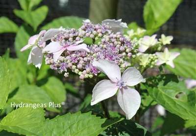 Hydrangea 'Summer Frost' PP17654