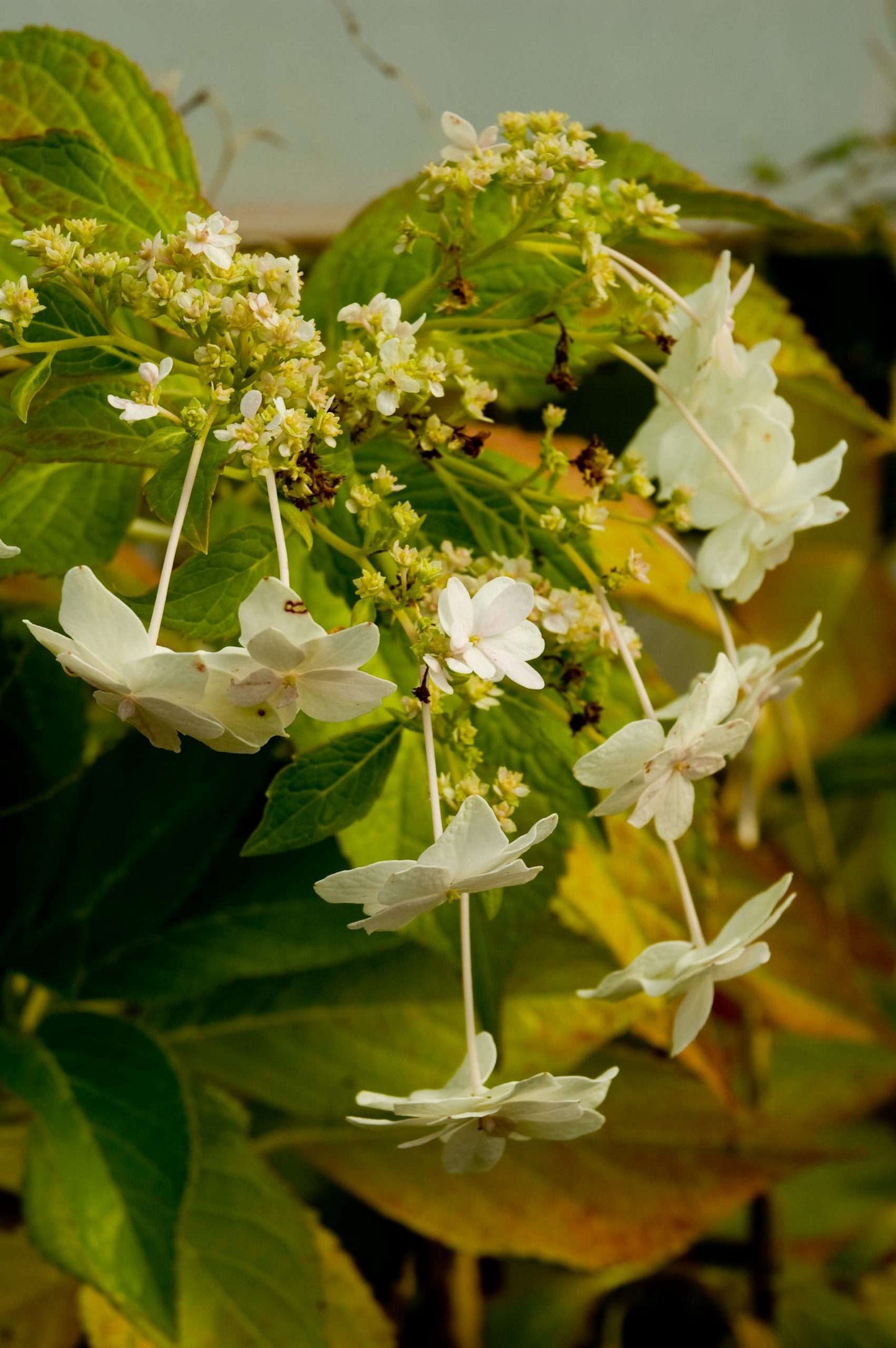 Hydrangea 'Fuji Waterfall'
