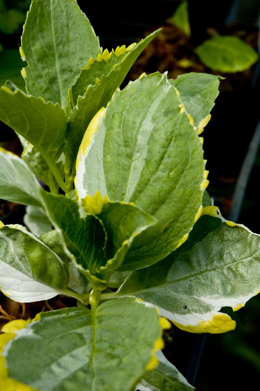 Hydrangea macrophyllum Quadricolor