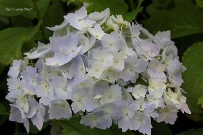 Hydrangea macrophylla 'Frillibet'